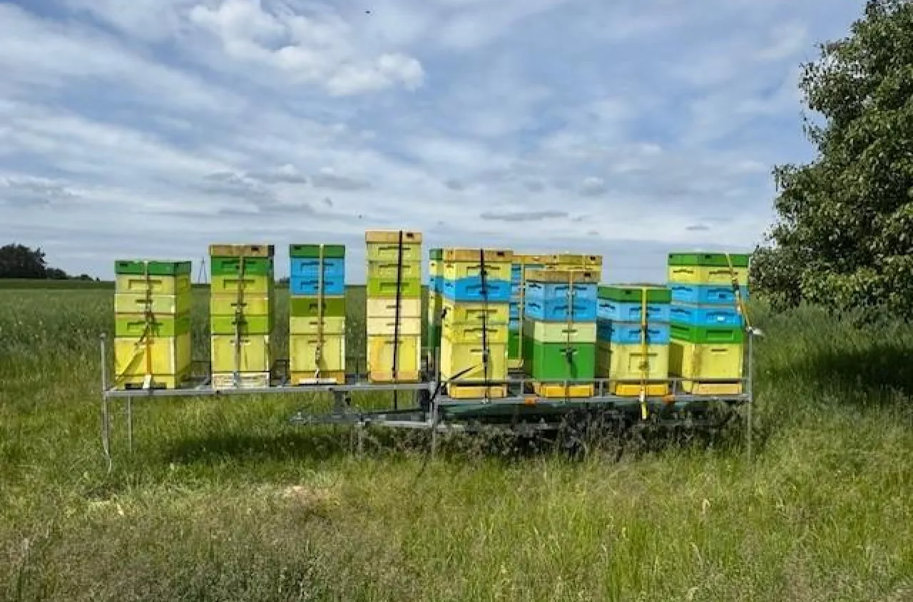 Masz jeden ul? Rusza obowiązkowa rejestracja pasiek