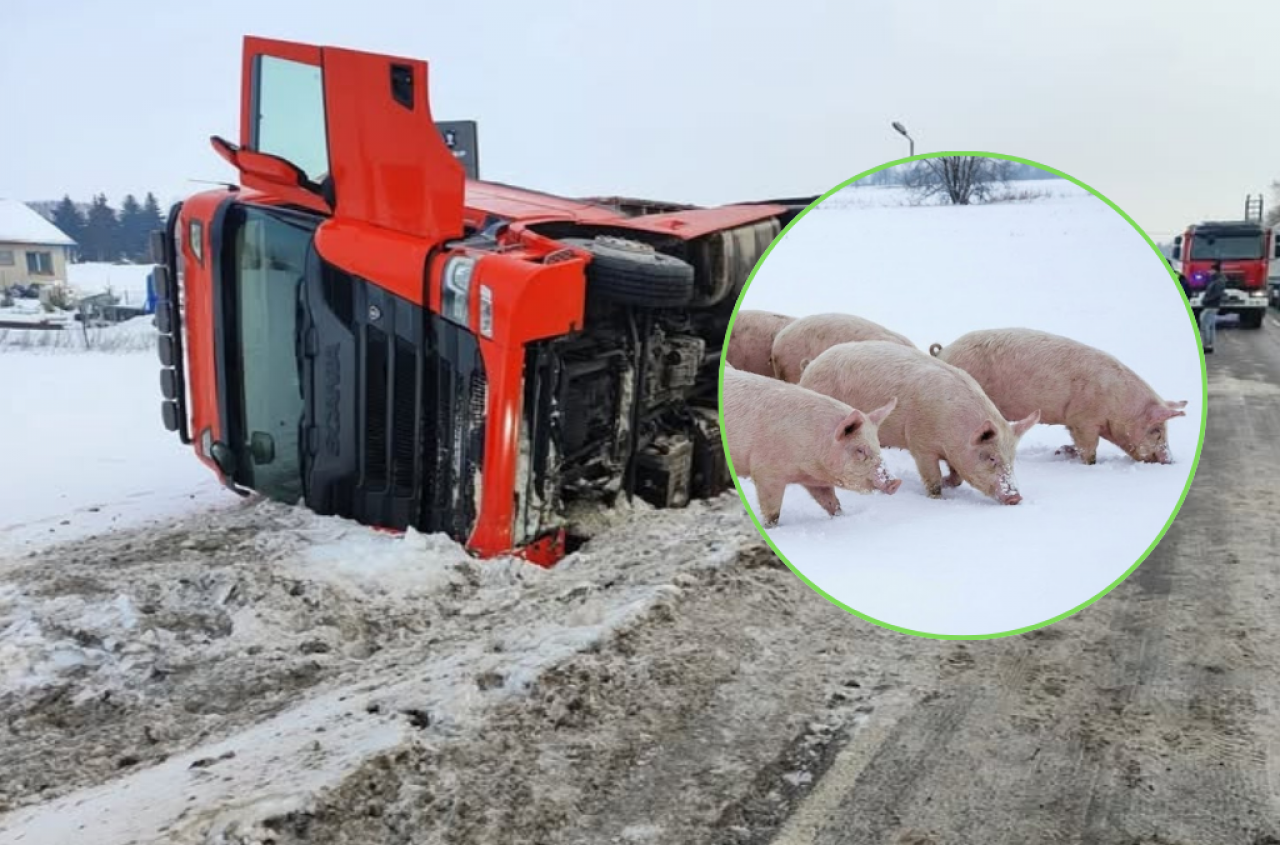 Martwe świnie w śniegu. Dramat pod Iławą