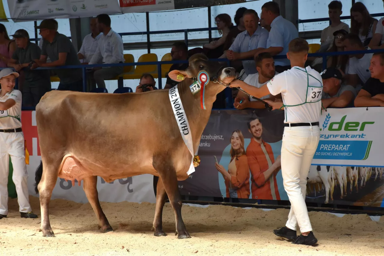 Czempionka w rasie brown swiss z hodowli Józefa Andrzeja Dzięgielewskiego