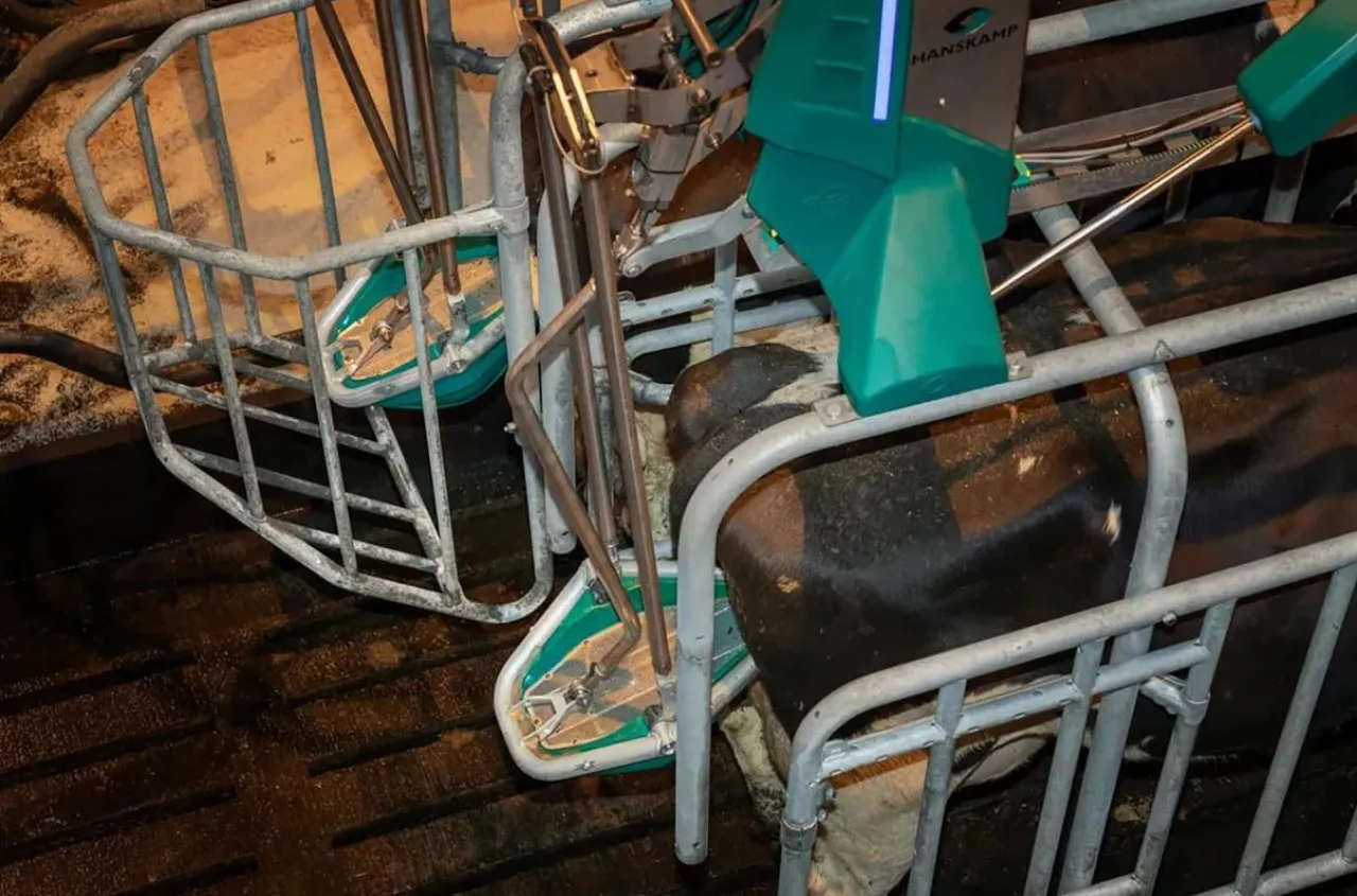 Nowość w oborze. Toaleta dla krów ogranicza emisję gazów