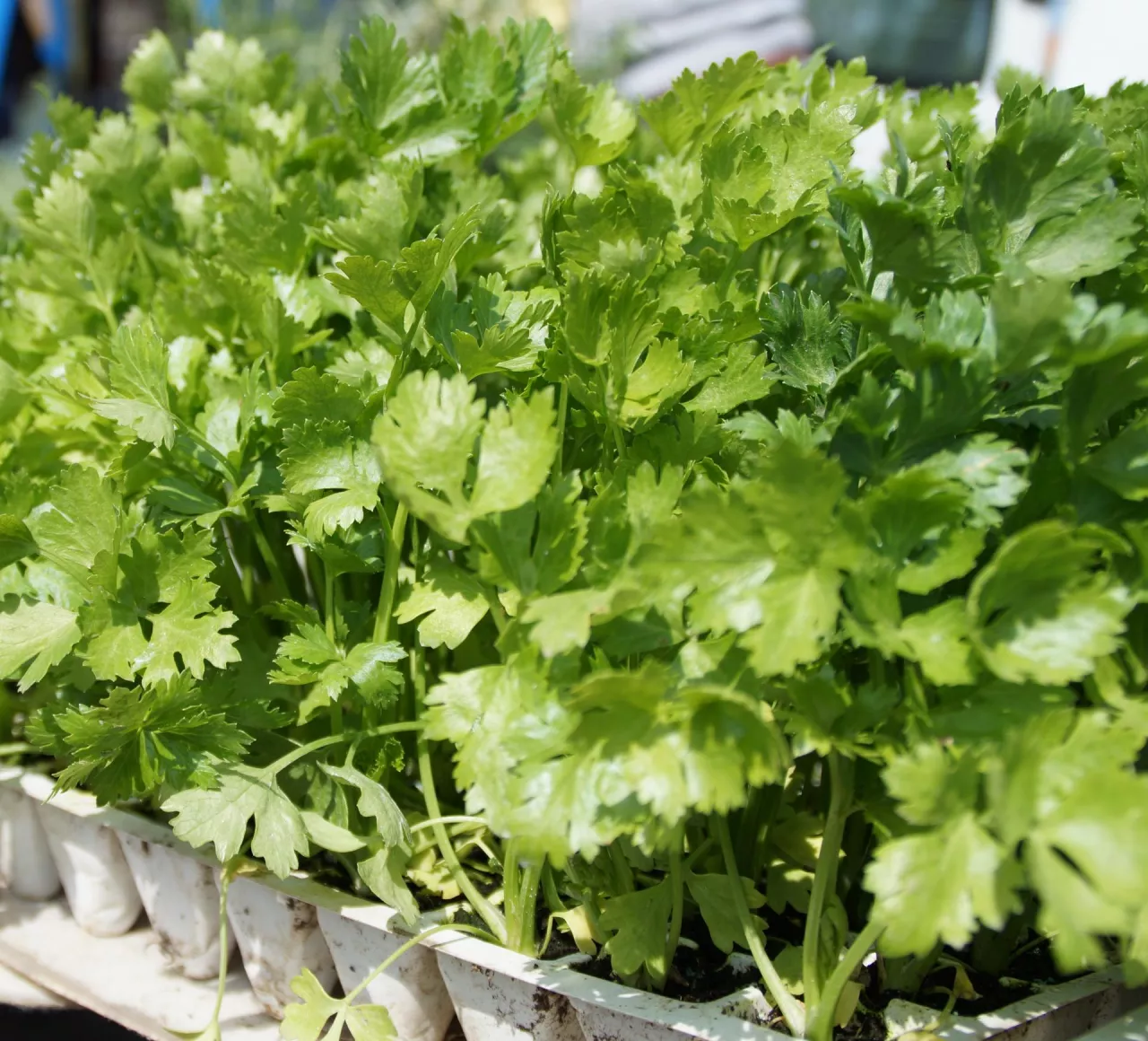 Rozsada selerów rozpikowana pojedynczo do wielodoniczek zyska na dobrze rozwiniętej bryle korzeniowej