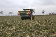 wiosna nawożenie azotem rzepak