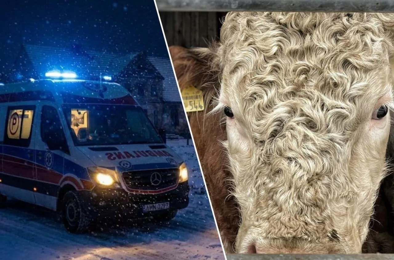 Byki zabiły 55-latka. Kilka godzin później znaleziono ciało jego brata