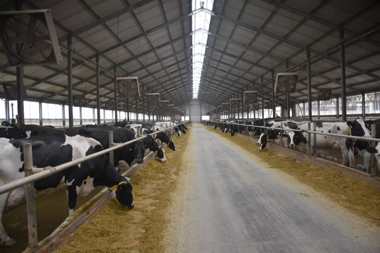 W jednej z obór z krowami rasy hf pracuje aż 46 wentylatorów, a w drugiej zamontowano helikopterowe mieszacze powietrza