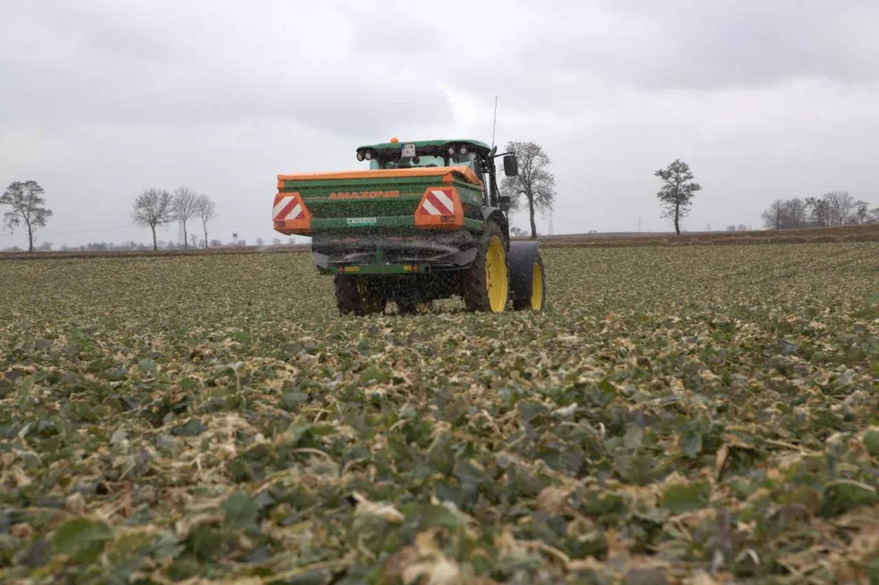 wiosna nawożenie azotem rzepak