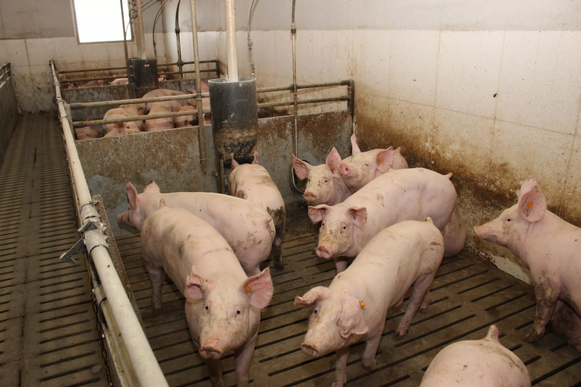 Ten etap decyduje na lata. Od loszek zależy przyszłość stada