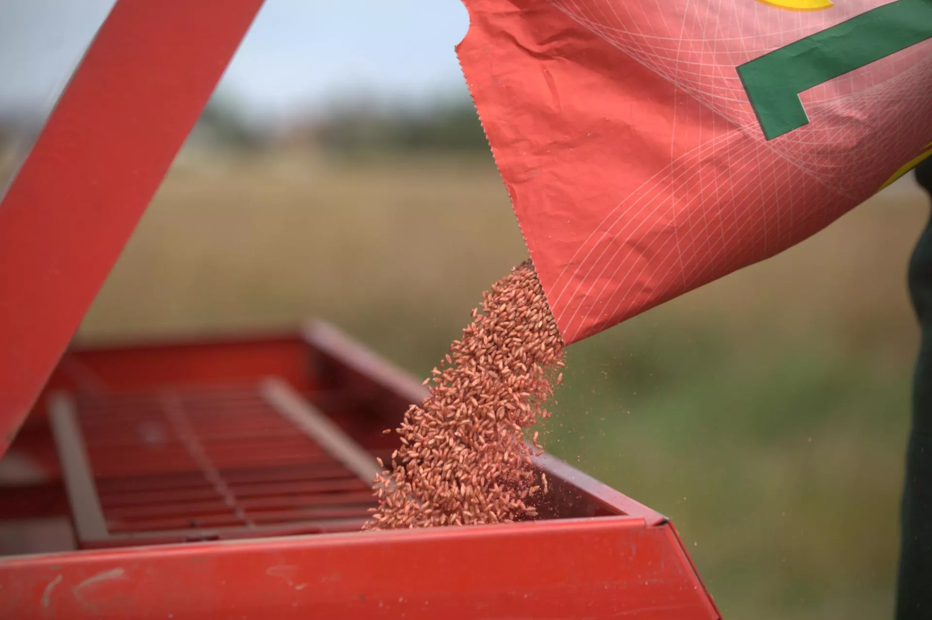 14 nowych odmian zbóż jarych. Sprawdź, co trafi do rejestru