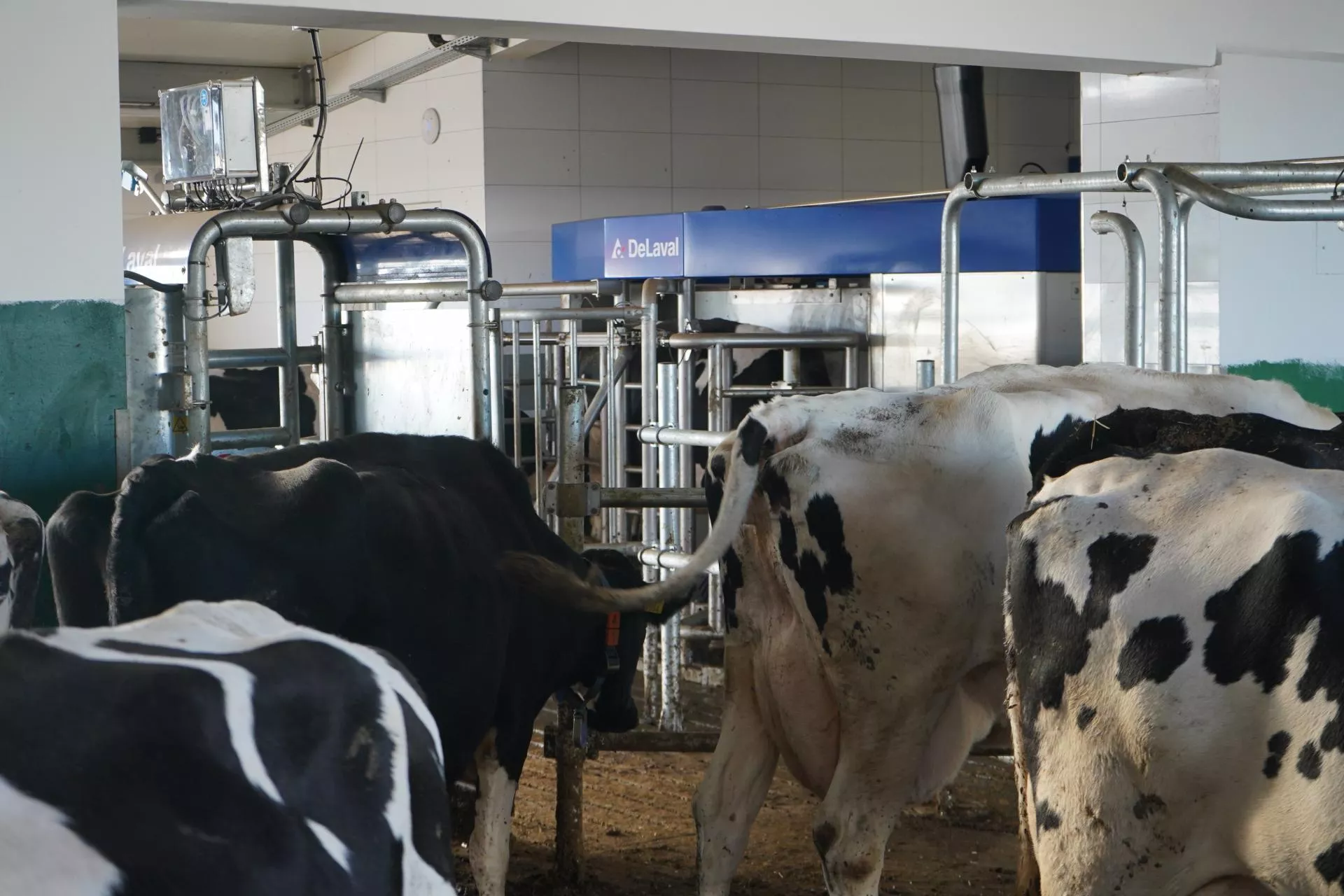 Czy krowy dojone robotem zdążą się najeść? Nowe wyniki badań