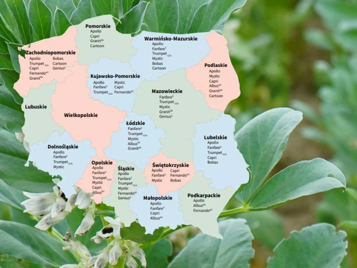 Bobik w praktyce: gleba, siew i Lista Odmian Zalecanych