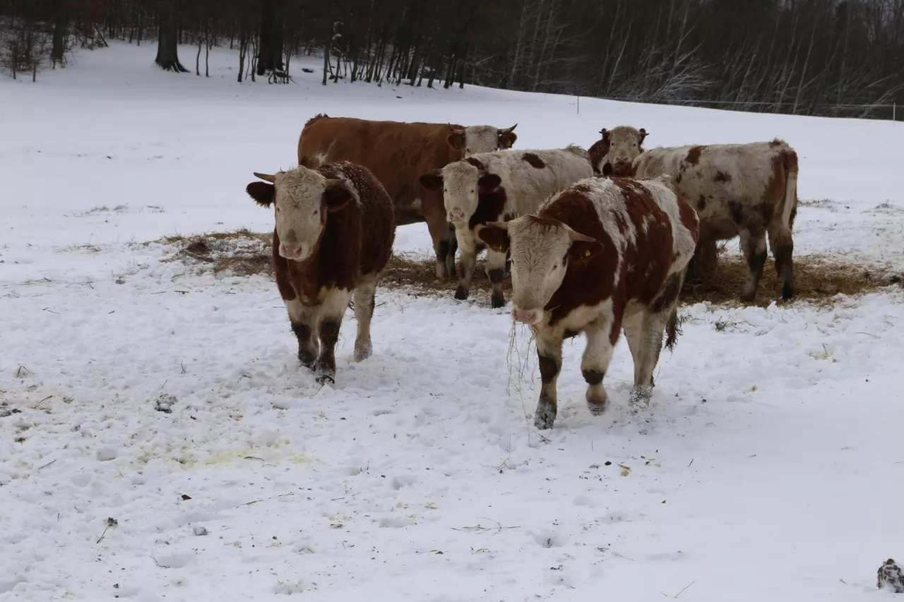 bydło mięsne zima na pastwisku