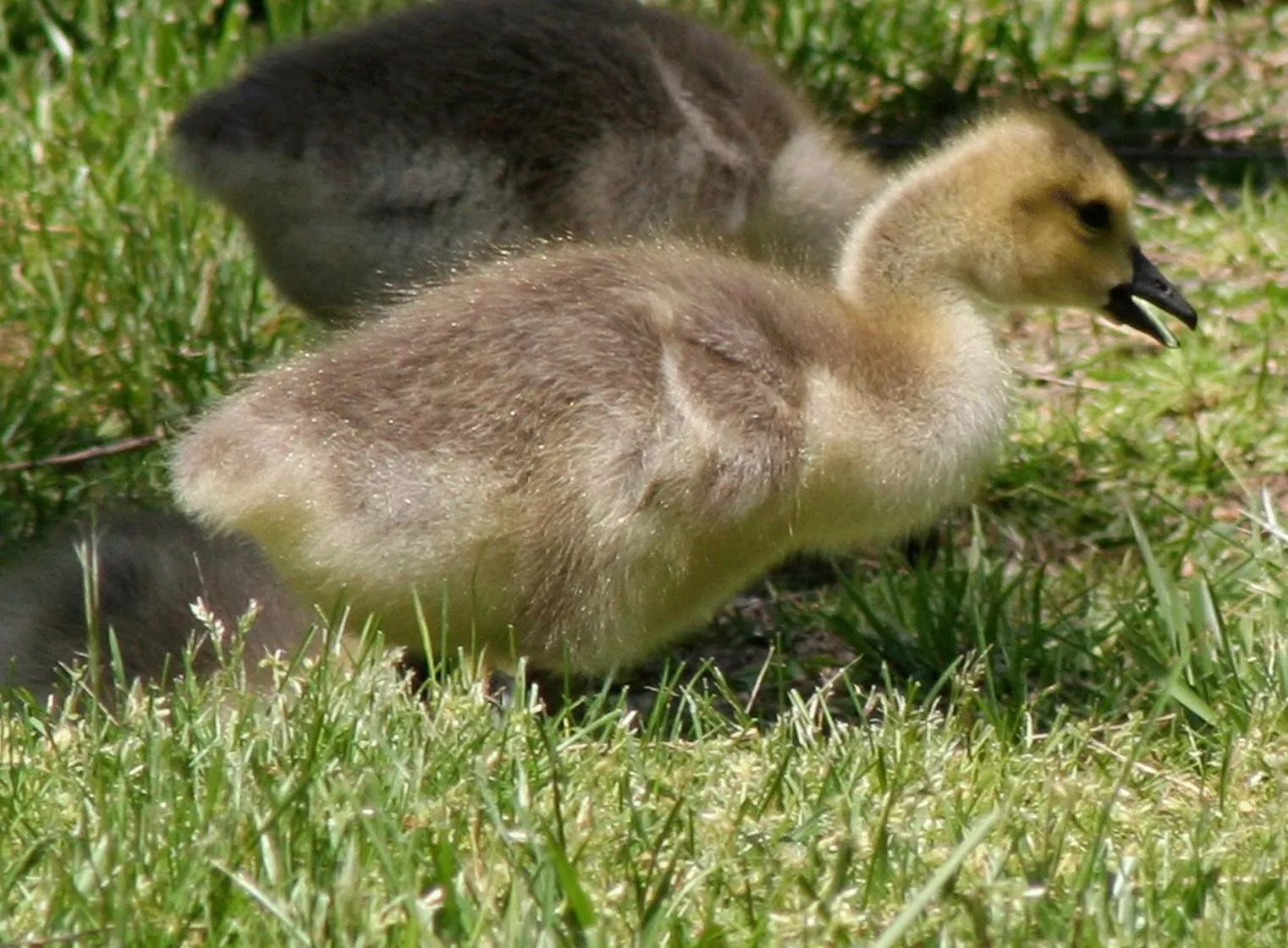 Gęsi – większość produkcji trafi na eksport