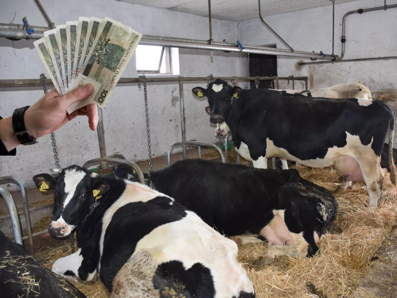 Koszty rosną, klimat się zmienia. Eksperci pokażą, jak dalej zarabiać na mleku
