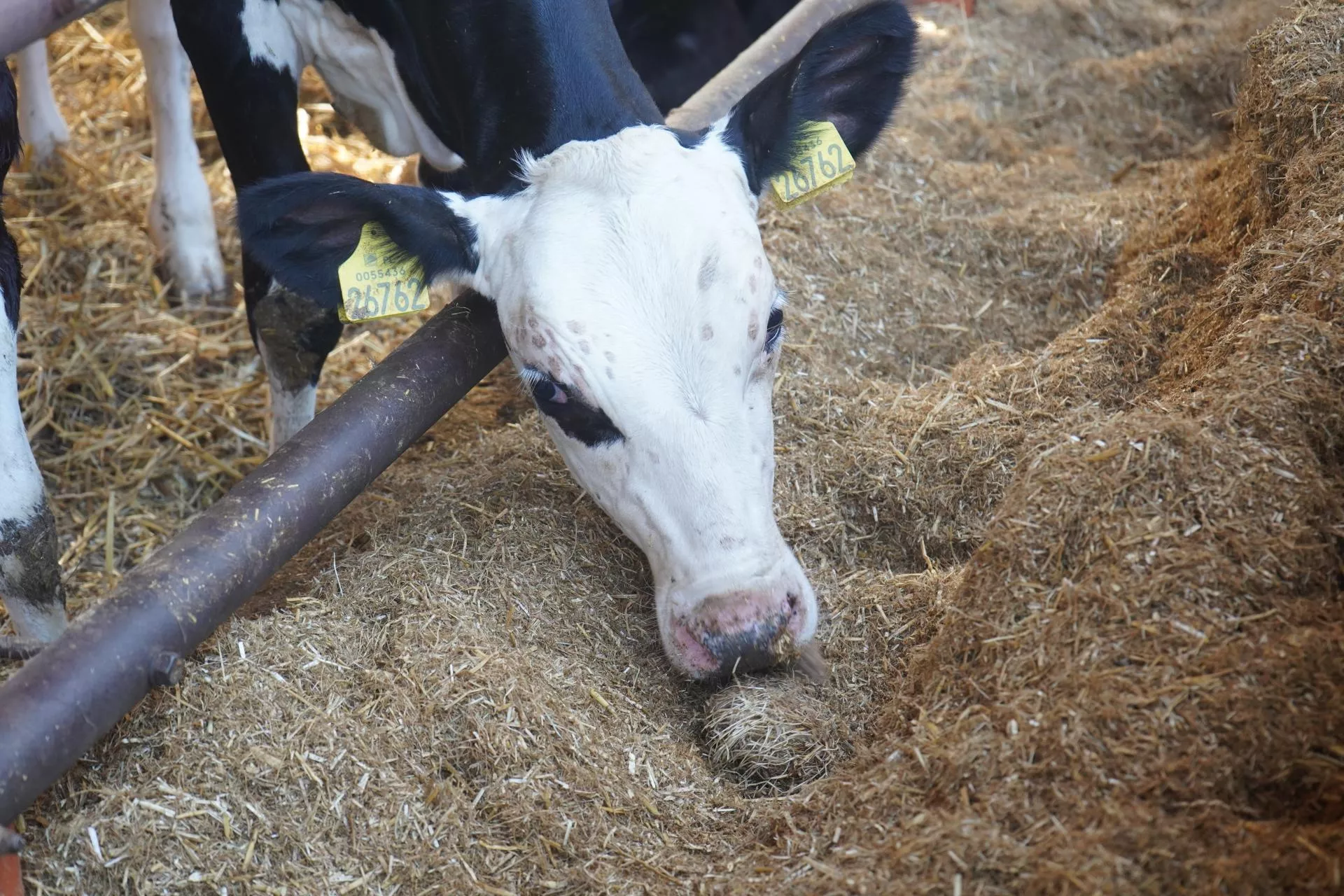 Suchy TMR dla cieląt z wozu paszowego. Co dać i w jakich proporcjach?