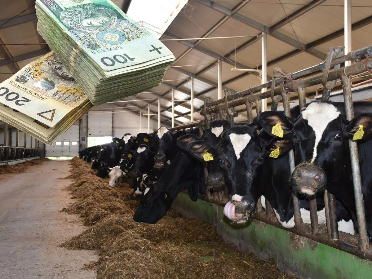 Kto wygra wojnę o mleko? Ten rok zdecyduje o Polsce