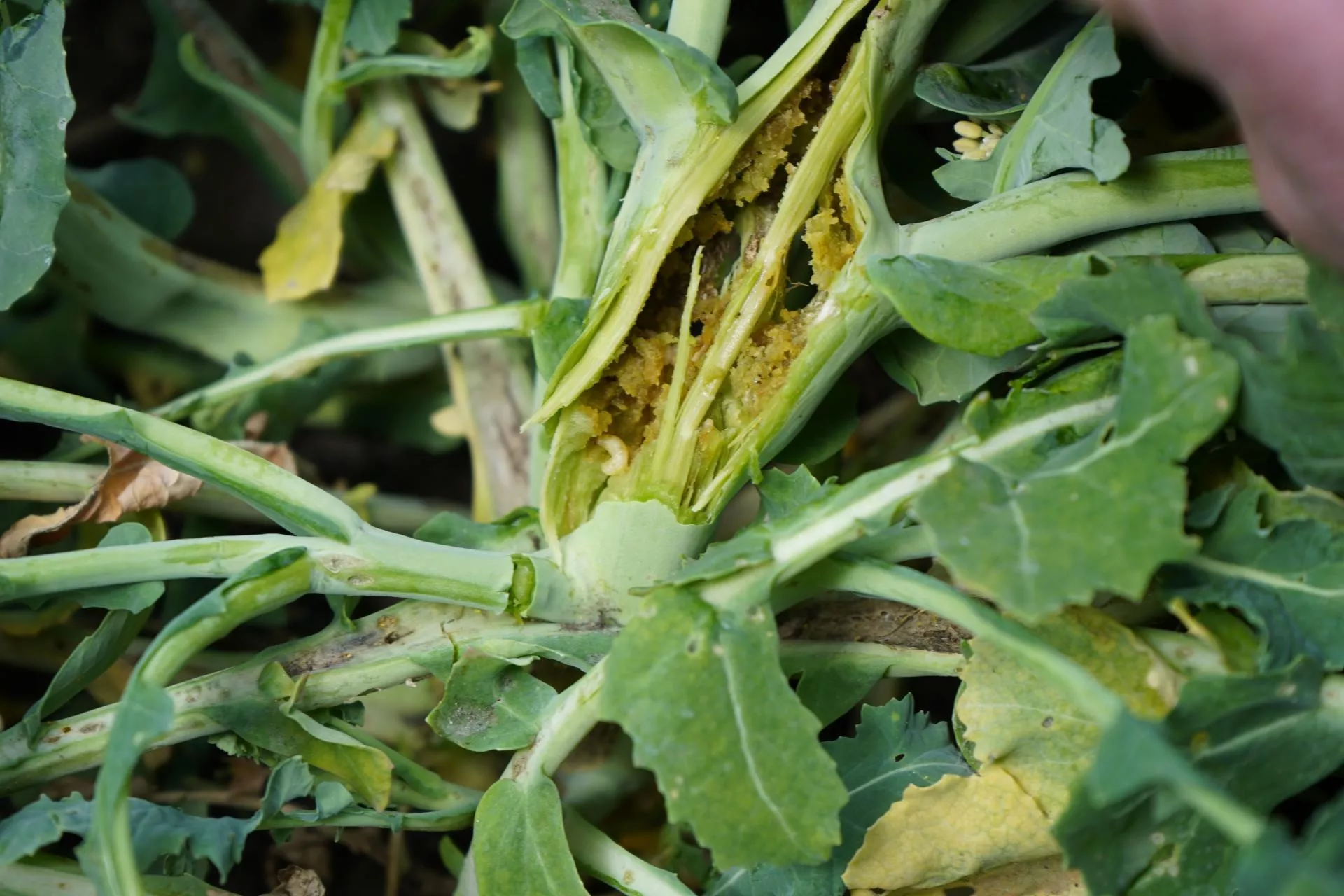 Chowacze w rzepaku: jak dobrać insektycyd przy chłodnej wiośnie?