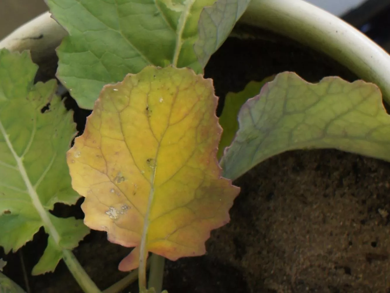 Siarka w nawożeniu roślin. Kiedy zwiększa plon, a kiedy szkodzi?