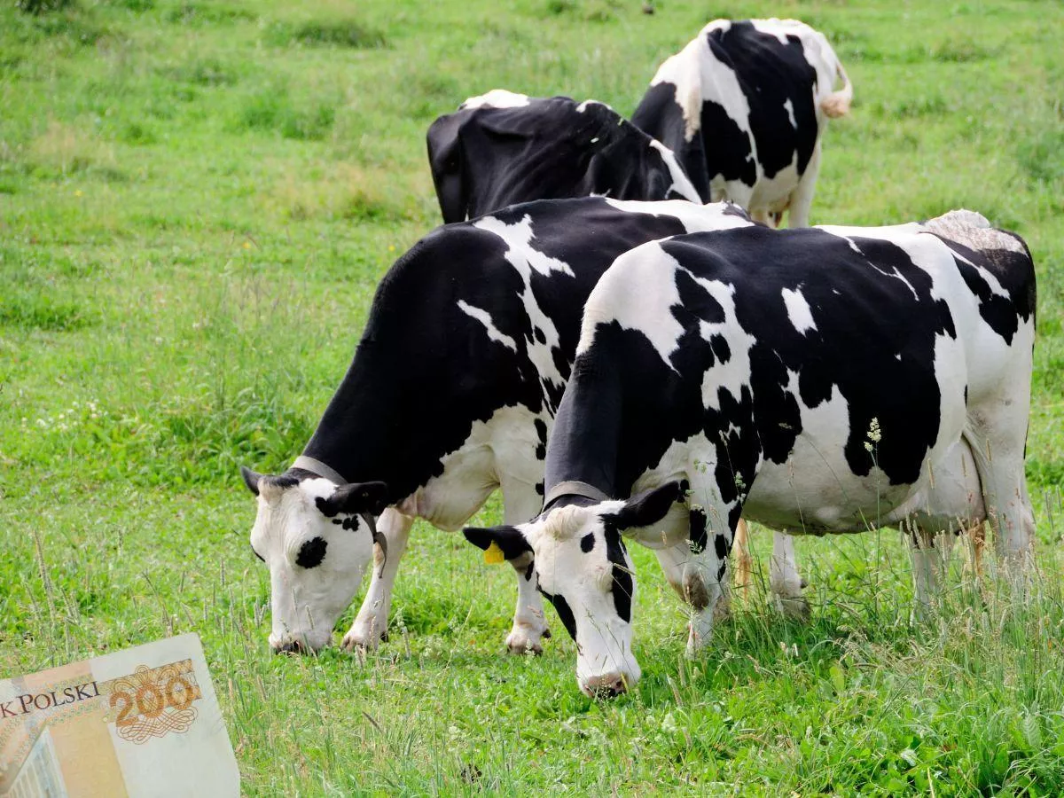 Ceny mleka runęły. Spadek o choćby 20 gr/l