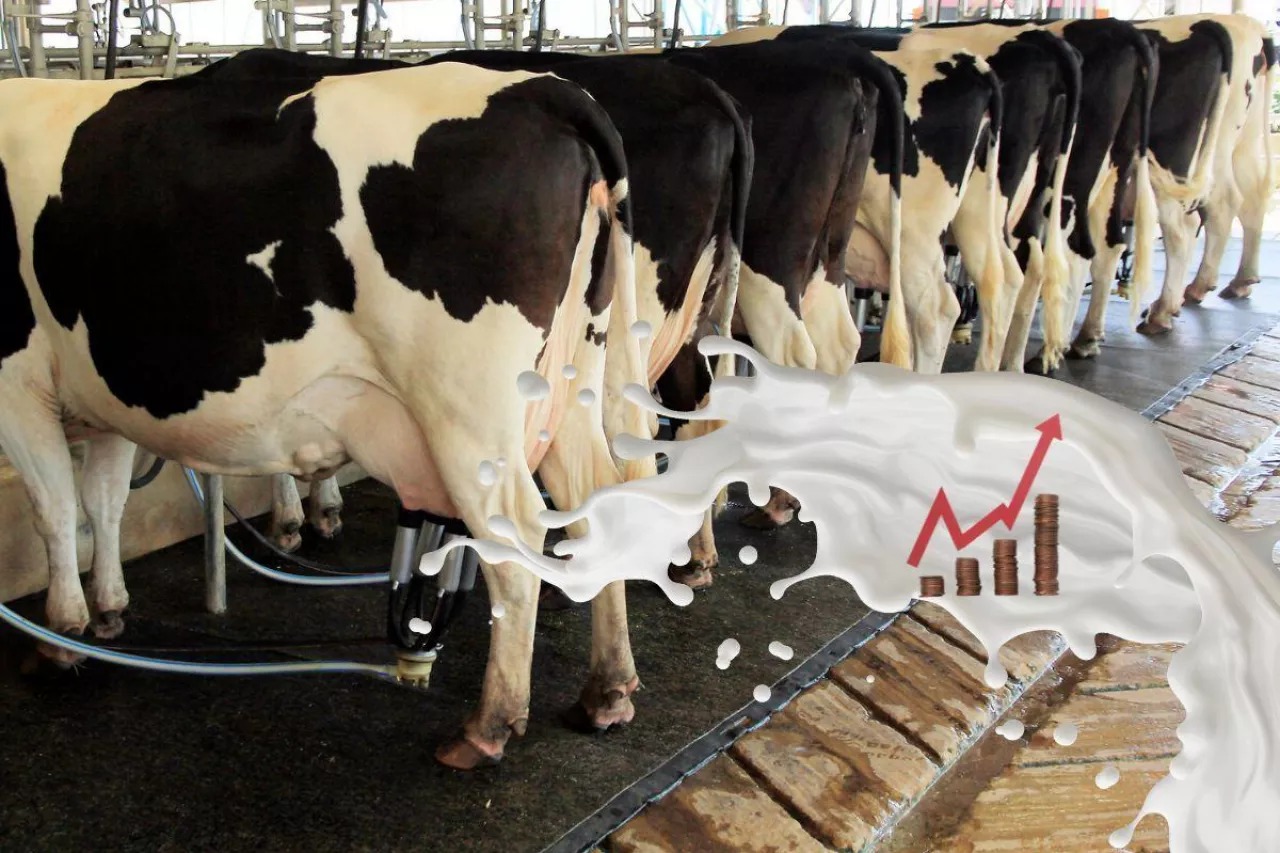 Krowy mleczne w obrorze. Na pierwszym planie wykres cenowy z rozplaskującym się mlekiem