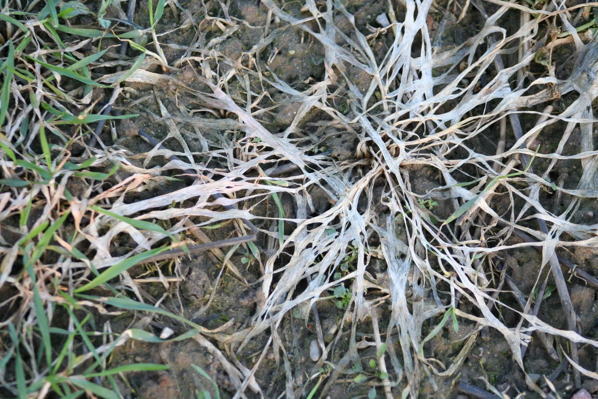 Jak walczyć z pleśnią śniegową na trawniku?