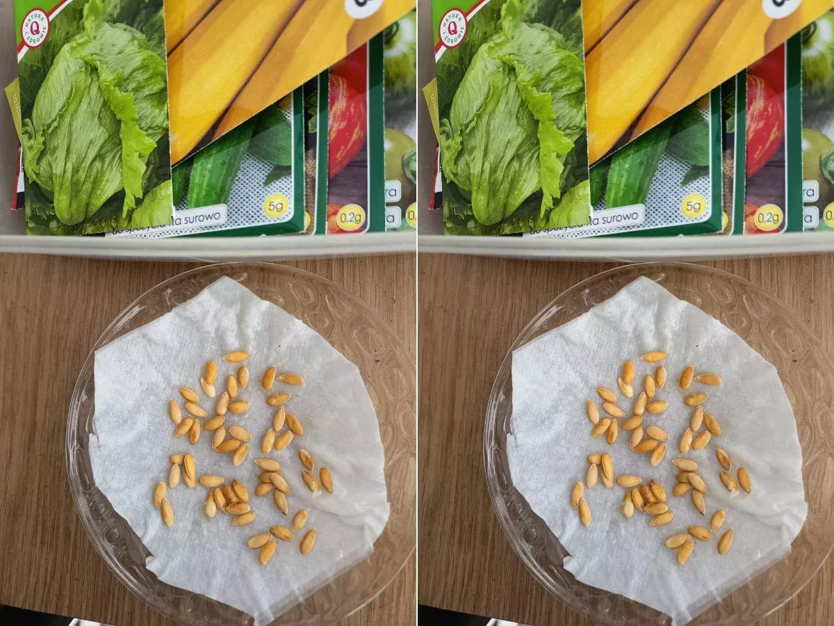 Kupujesz nasiona? Te błędy przy materiale siewnym mogą kosztować plon