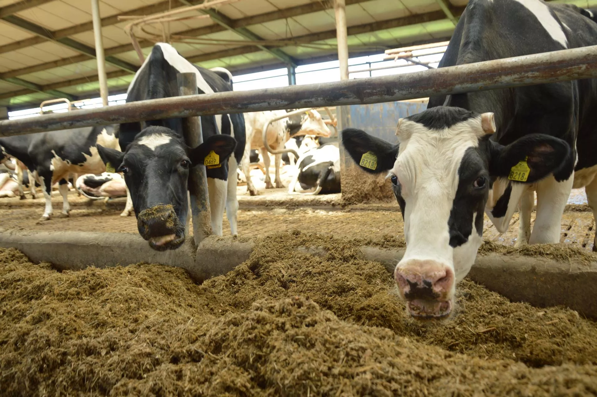 Niebieski język rozlewa się po Polsce. Sprawdź nowe ogniska [MAPA]