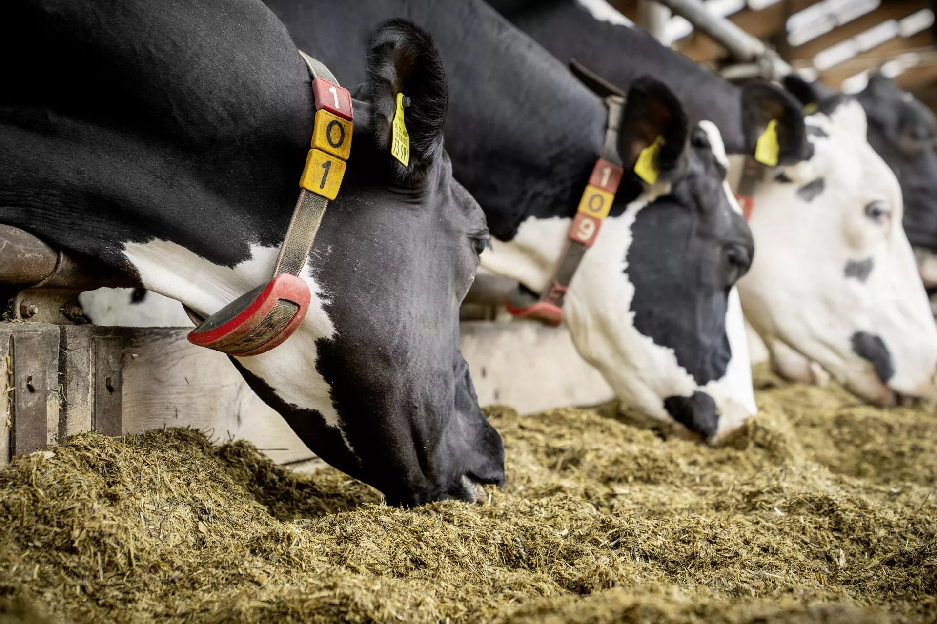 Niebieski język: nowe strefy w Polsce. Ministerstwo zmienia przepisy