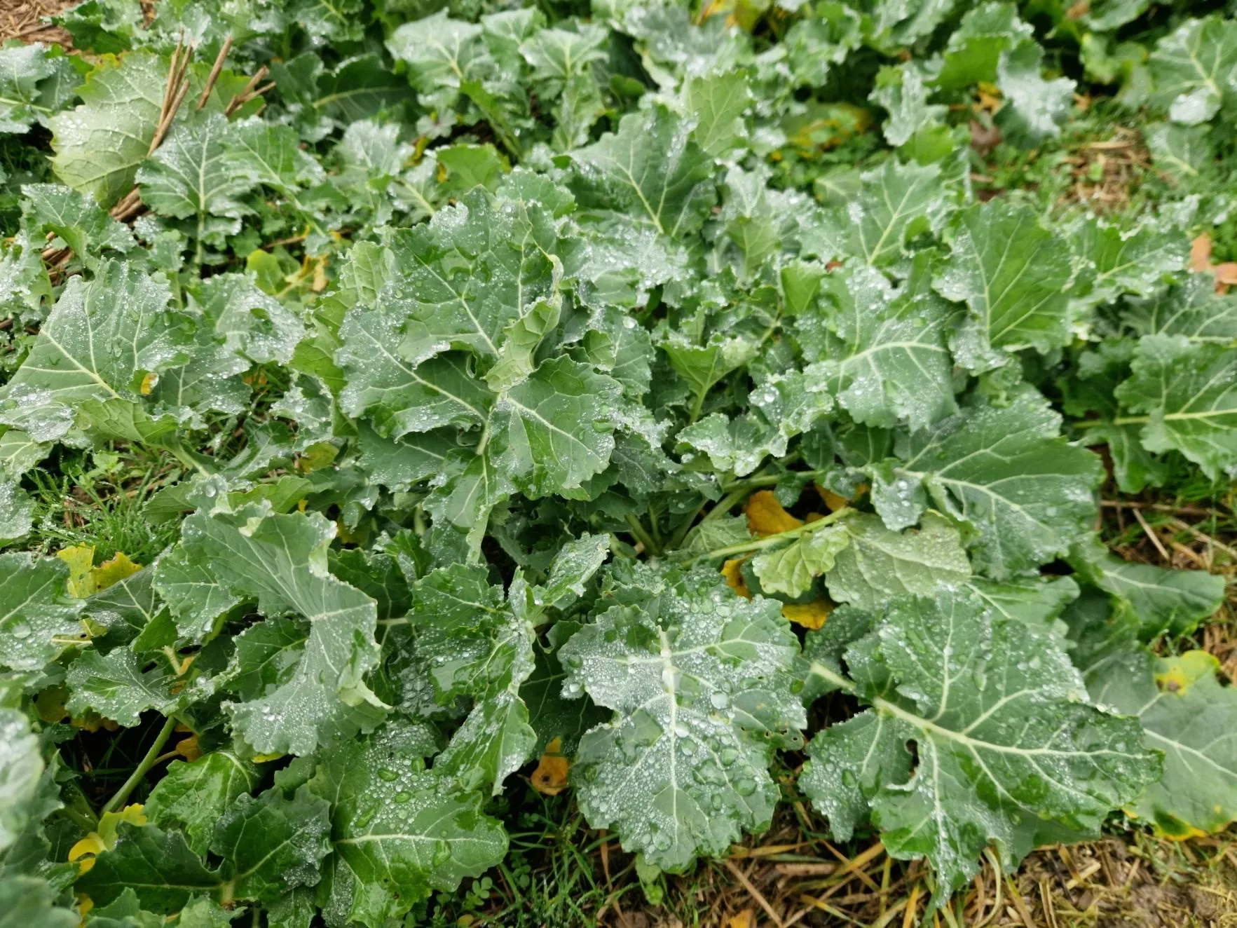 Jak obniżyć koszty uprawy rzepaku w 2026 roku?