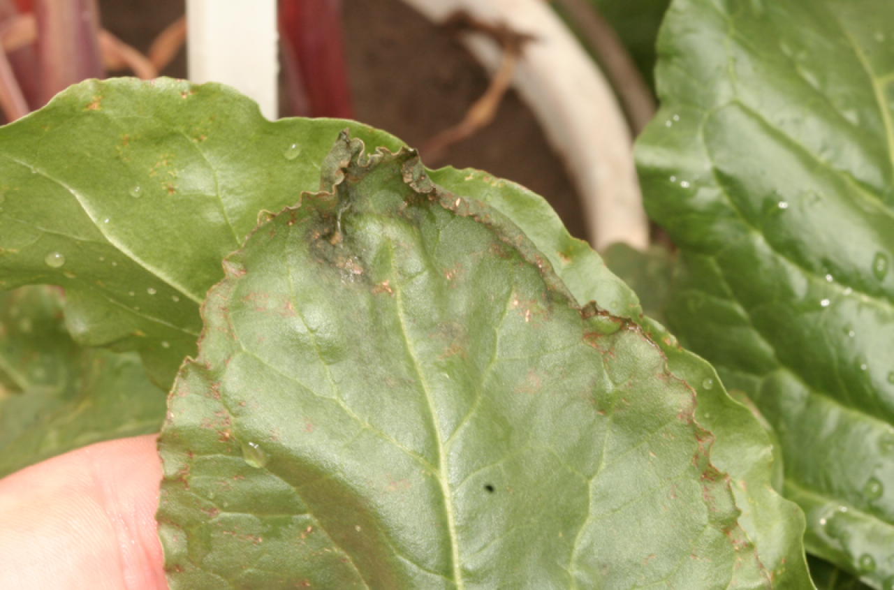 Za mało czy za dużo wapnia? Skutki w zbożach, rzepaku i buraku cukrowym