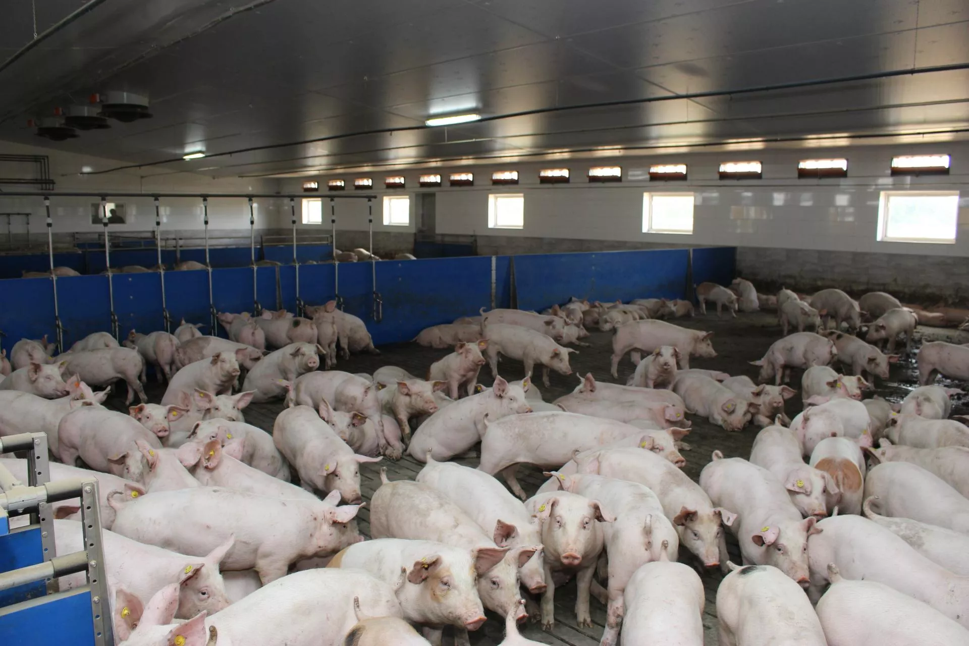 4 tys. stad mniej w rok. Świnie trafiają w ręce największych