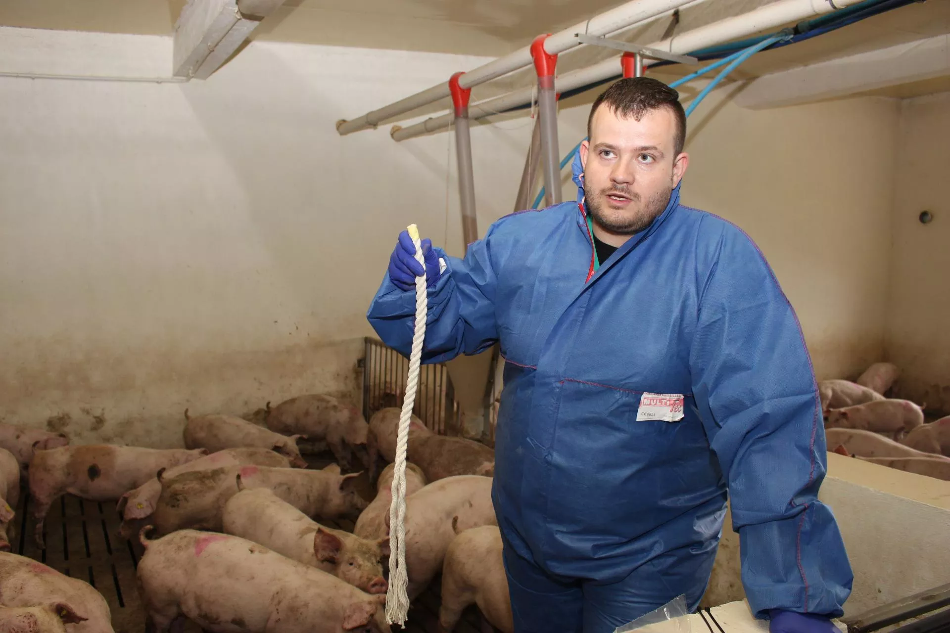 ASF uderza w zagłębie trzody. Lekarz weterynarii: to idealne narzędzie presji cenowej