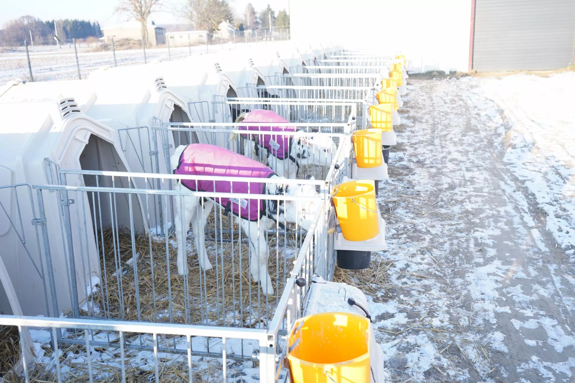 Mróz a cielęta. Jak chronić młode bydło zimą?