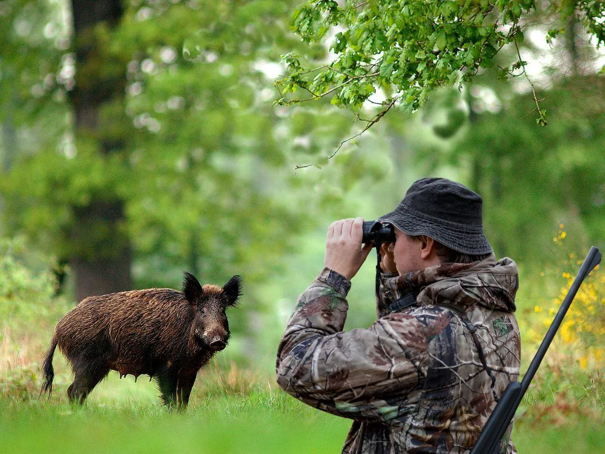 ASF wróci ze zdwojoną siłą? Rolnicy krytykują decyzję wojewody