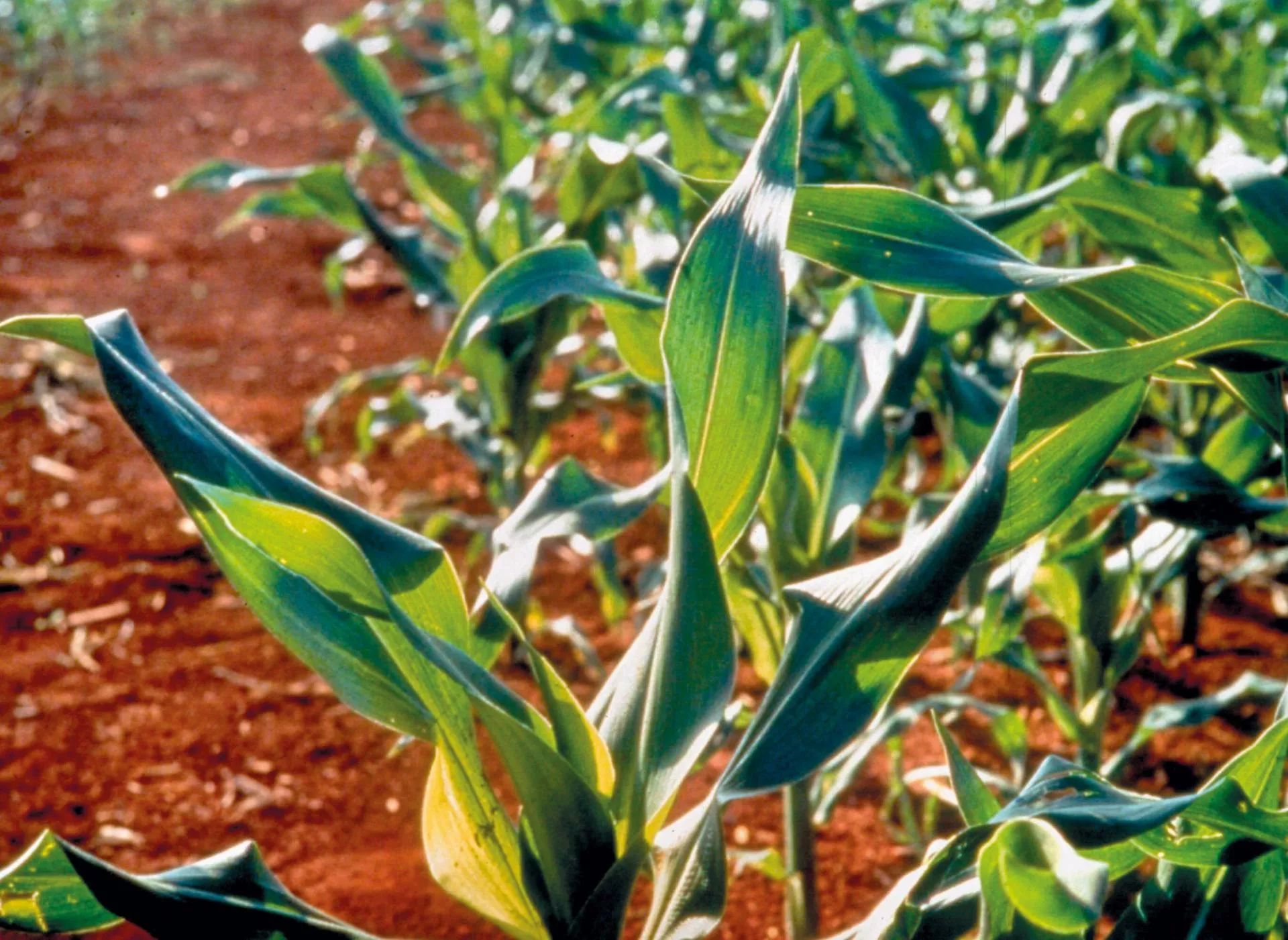 Mikroelementy decydują o plonie. Kiedy i czym dokarmiać rośliny?