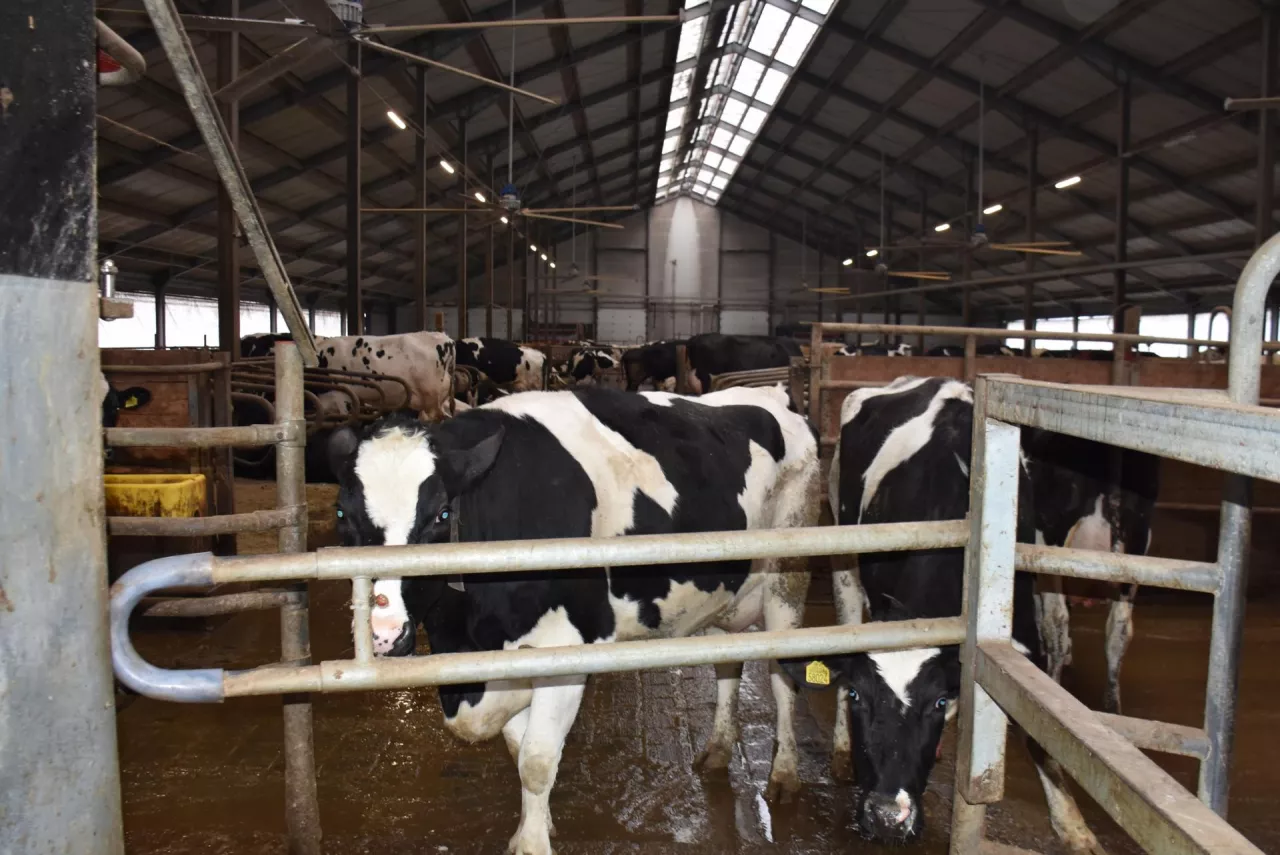 Czerwone światło poprawia stabilność hormonalną przed wycieleniem, co może wspomagać wrażliwość na insulinę i metabolizm wapnia. Ma też wpływ na wsparcie układu odpornościowego, szczególnie ważne, gdy krowy przygotowują się do wycielenia.