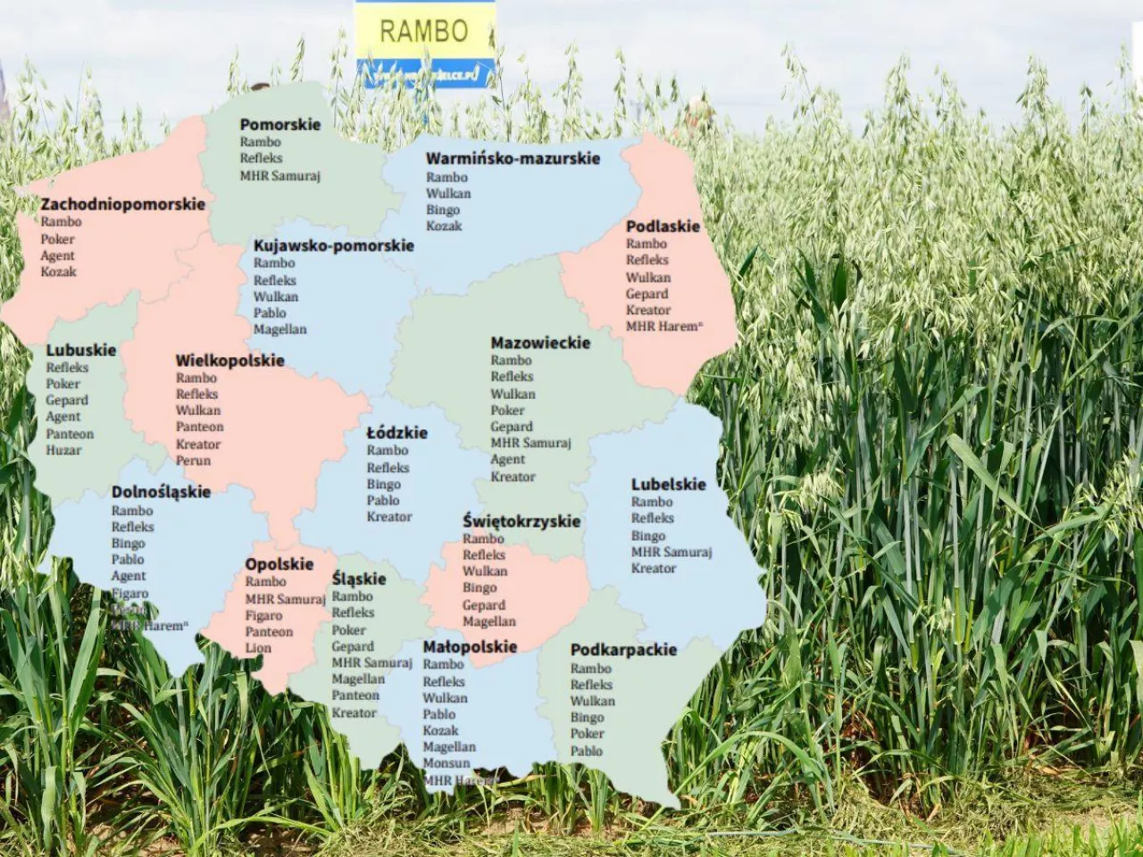 Owies jary: Lista Odmian Zalecanych