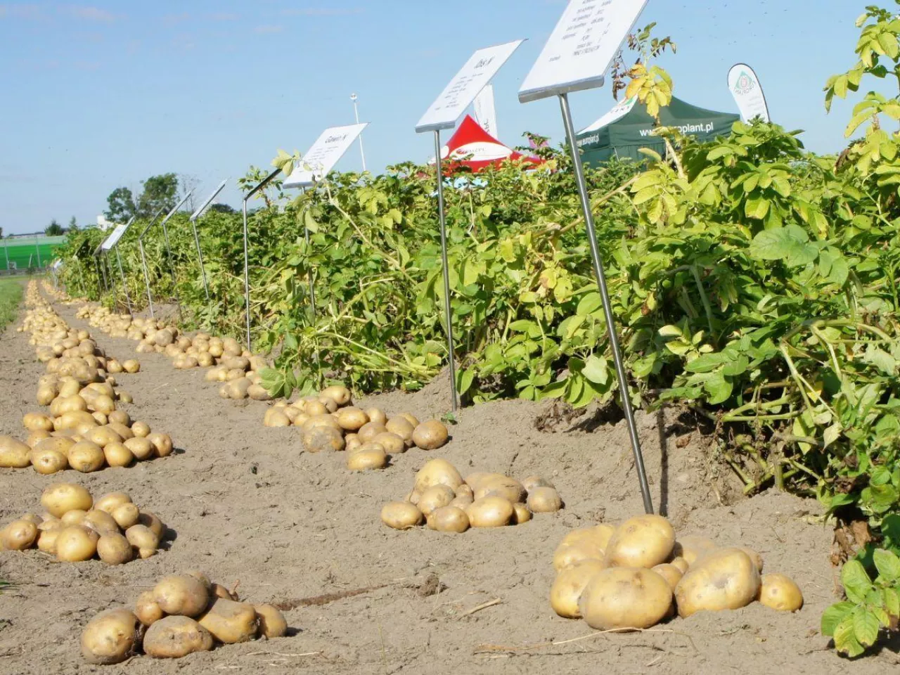 Nowe odmiany ziemniaka w rejestrze. Które dają najwyższy plon?