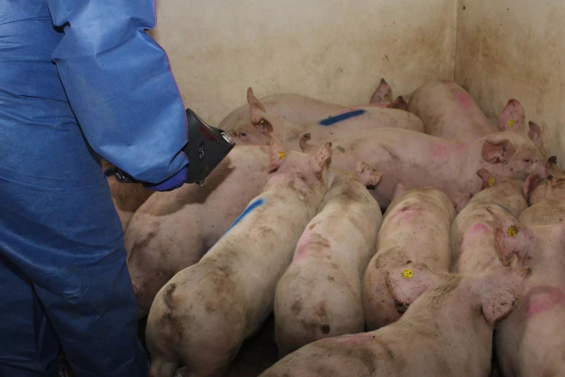 Każda infekcja kosztuje. choćby bez objawów świnie tracą na przyroście