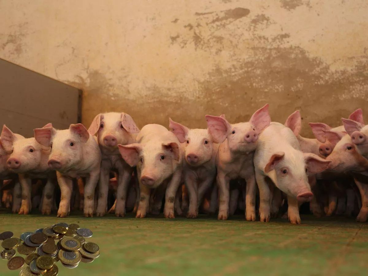 Prosiaki droższe choćby o 40 zł/szt. Jakie są dziś ceny prosiąt?