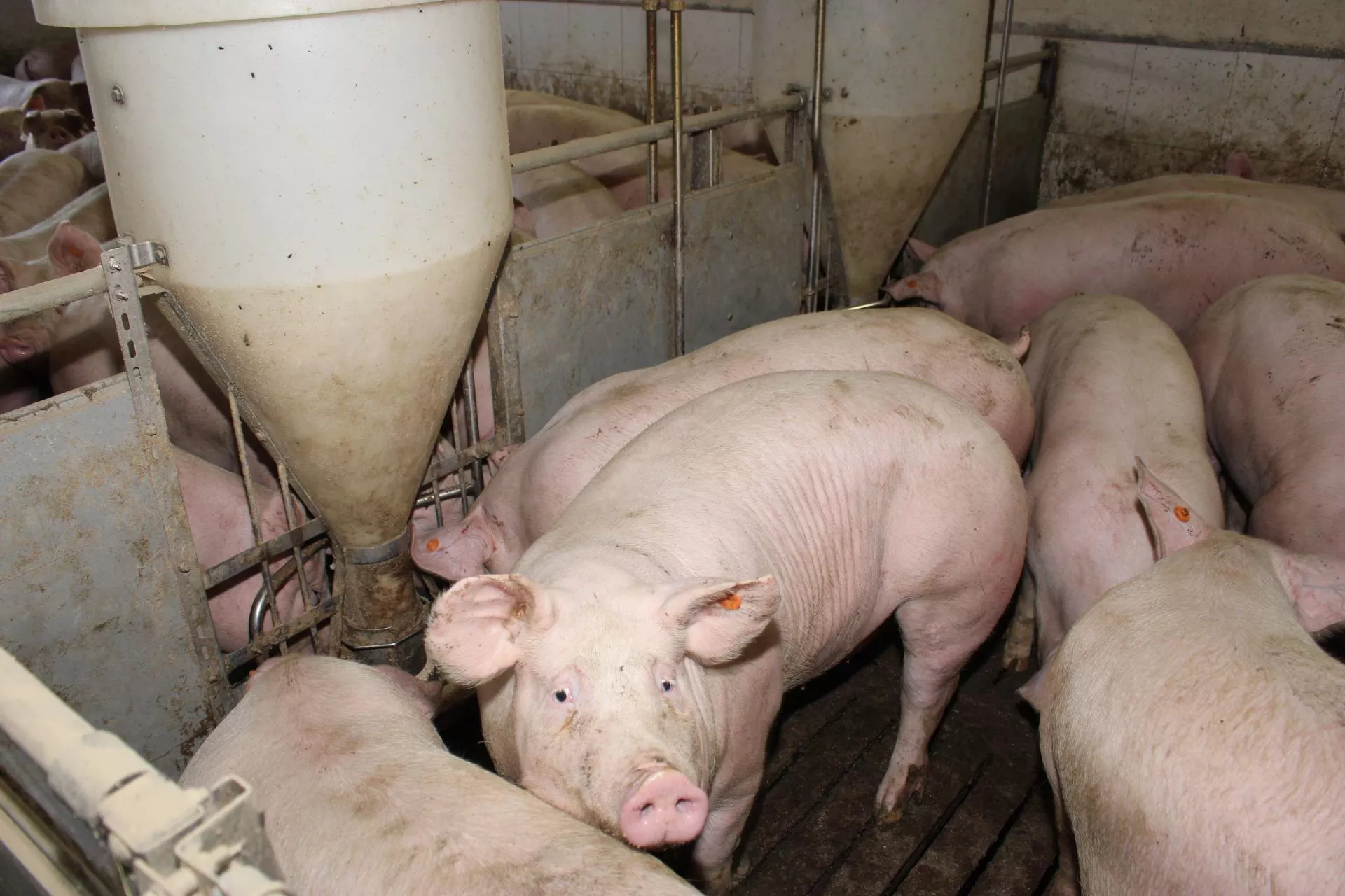 Świń jest więcej, pieniędzy mniej. Co się dzieje na rynku trzody?