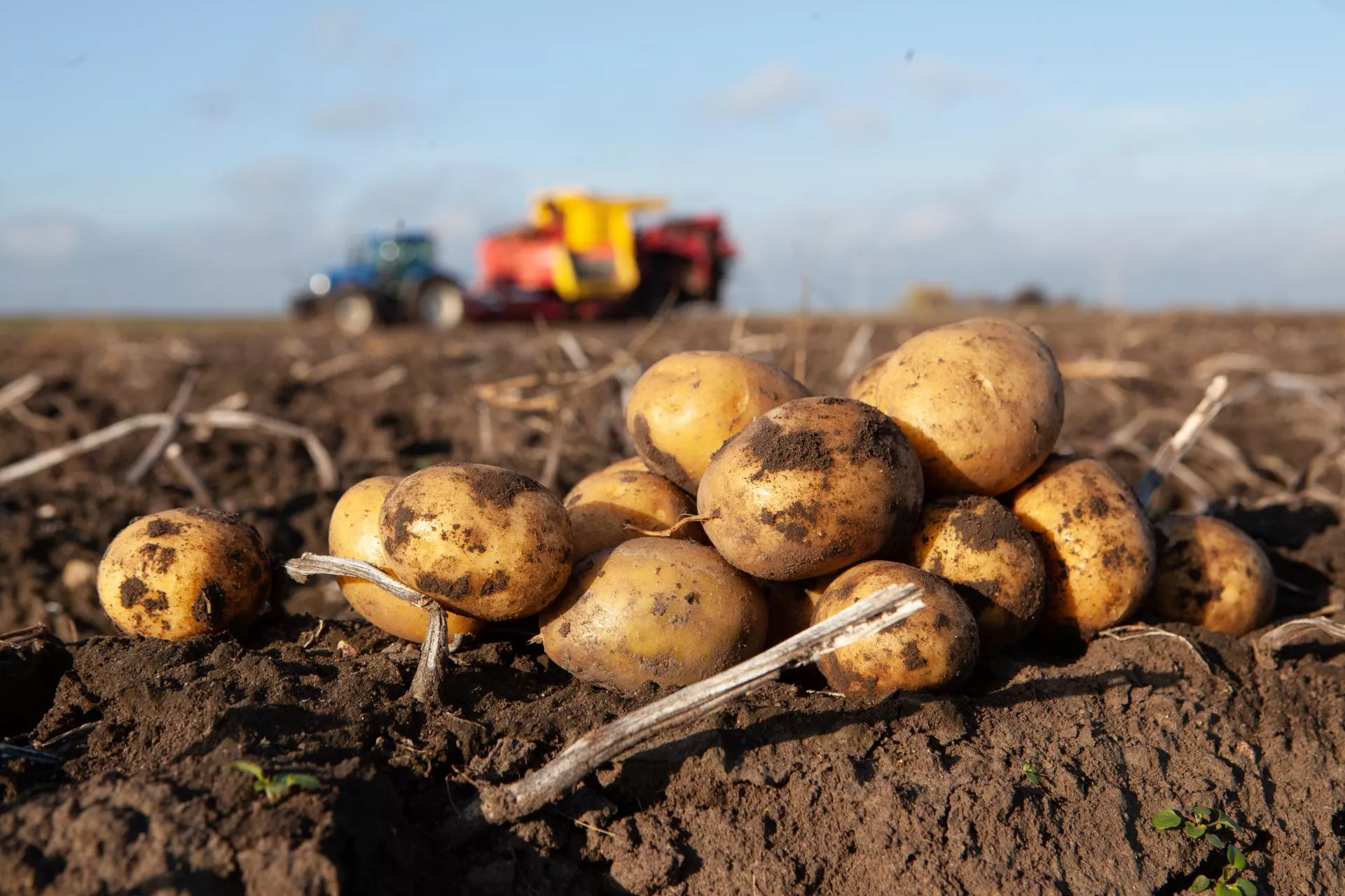 Rekordowe plony ziemniaków 2025. Które odmiany dały najwięcej ton z hektara?