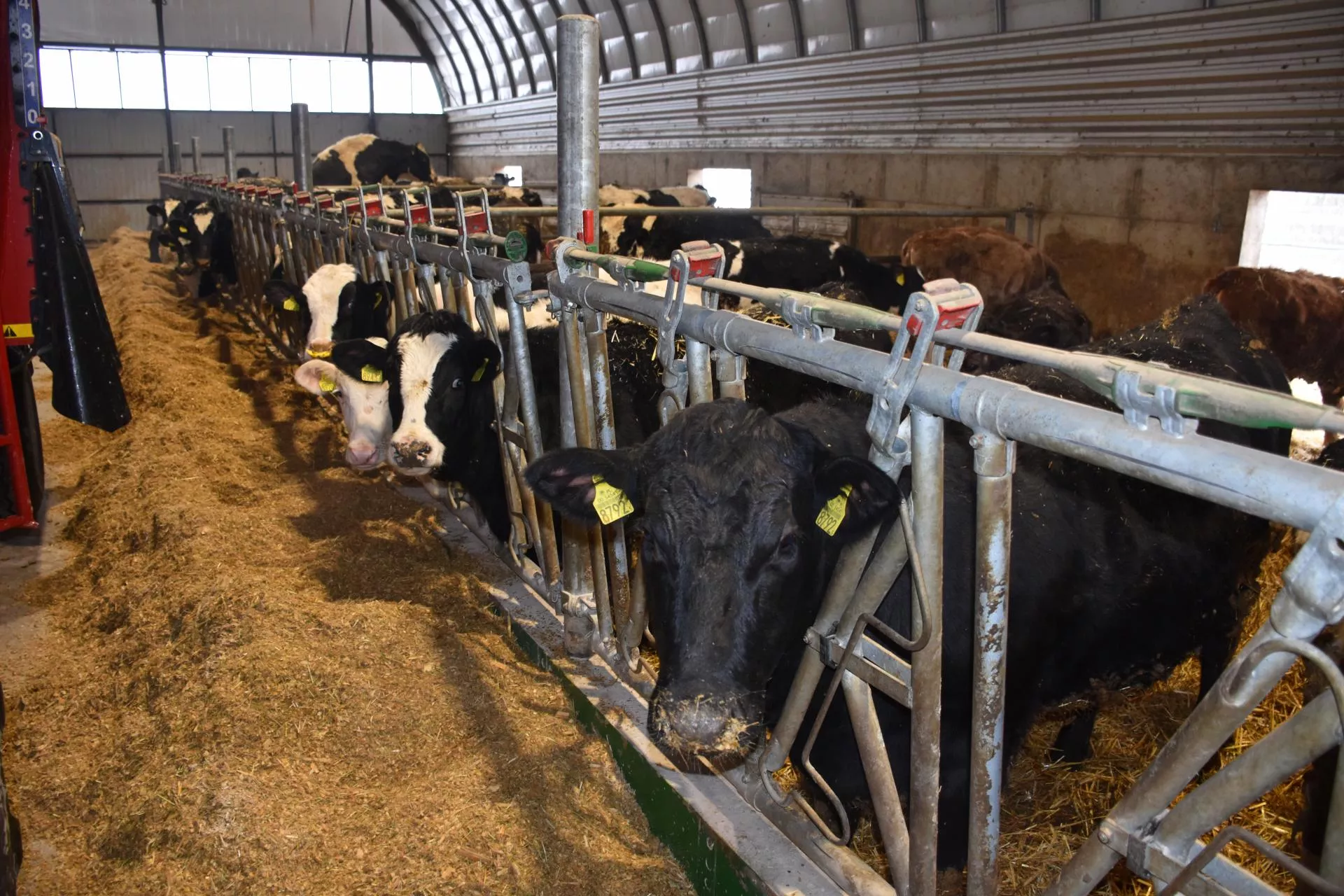 Rolnik pokazuje, jak sprawdza się hala łukowa zimą. Mrozy nie straszne bydłu