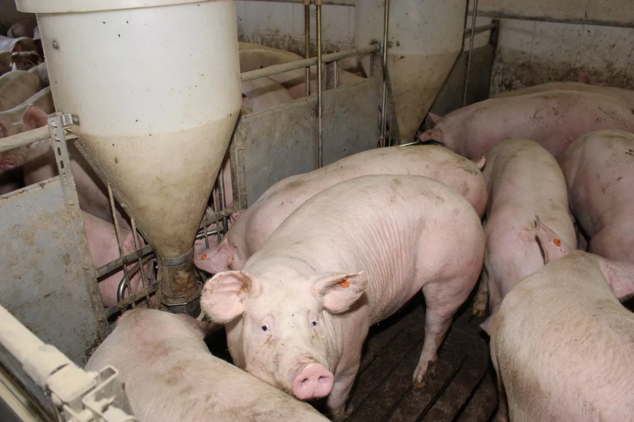 tuczniki tuczarnia na rusztach