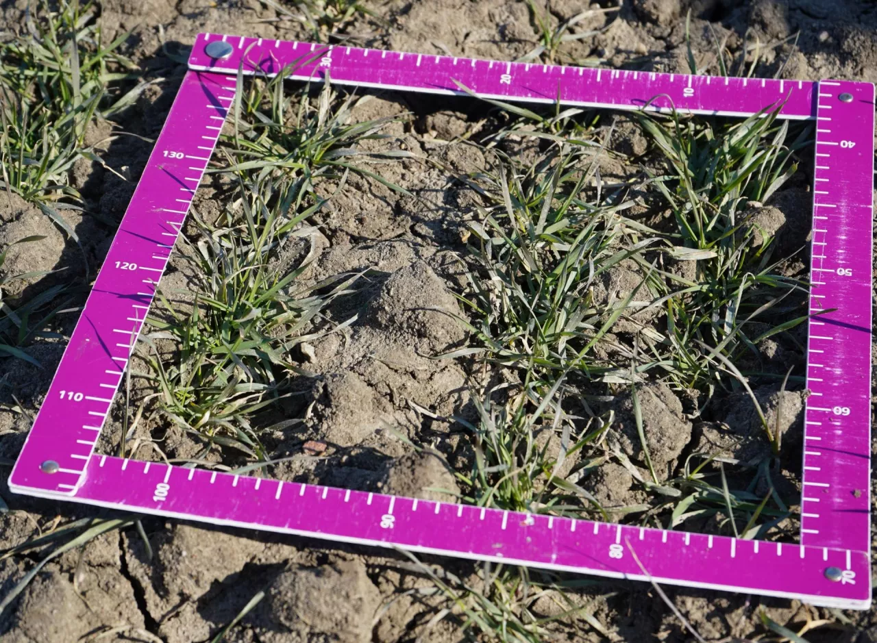 Z miarką w pole, bo jak najwcześniej wiosną trzeba ocenić stan plantacji, ilość roślin i rozkrzewień, ich dożywienie i kondycję. To podstawa planowania pierszej dawki i wyboru odpowiedniej formy azotu