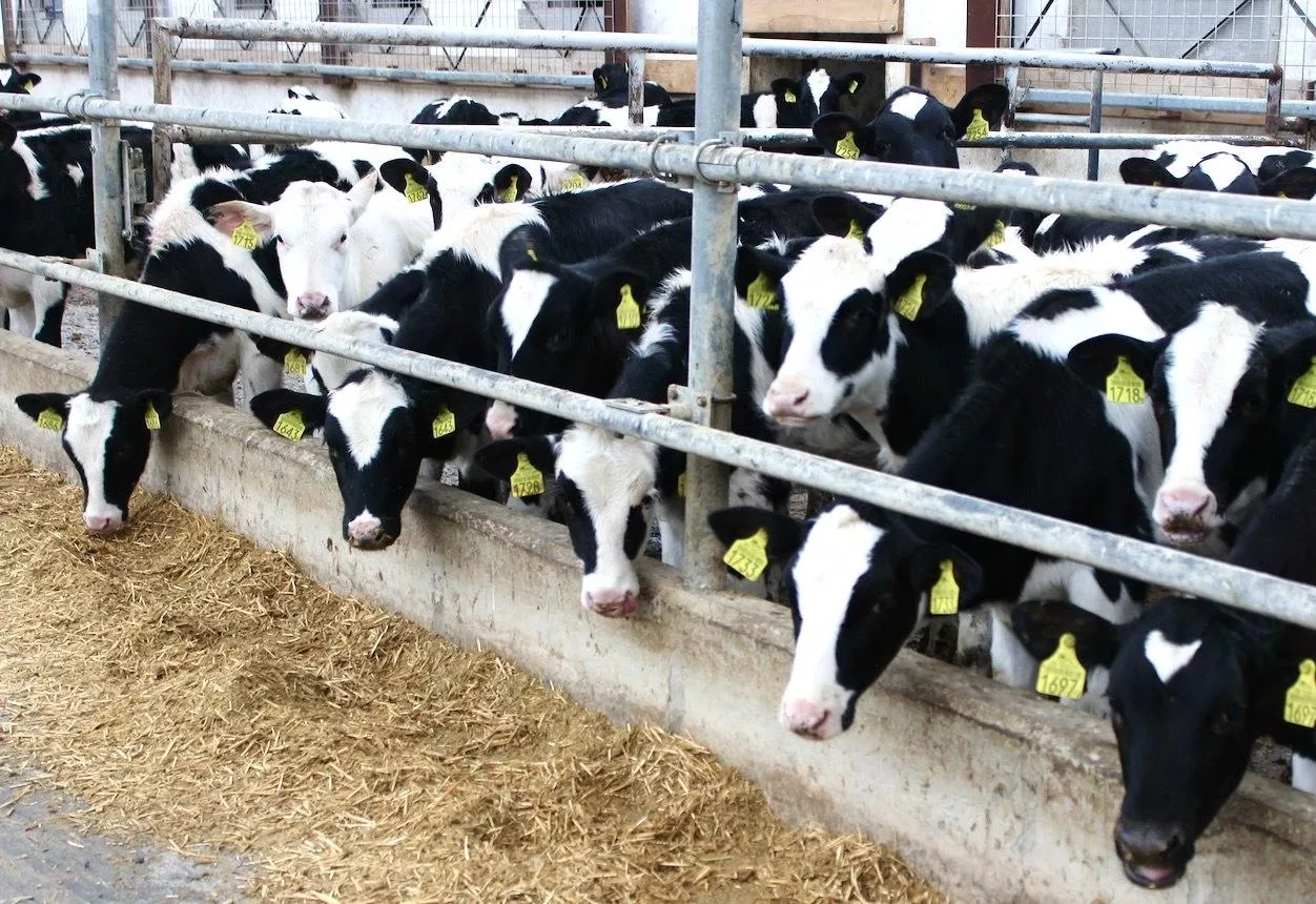 Krów ubywa, ale cieląt przybywa. Co się dzieje w polskich stadach?