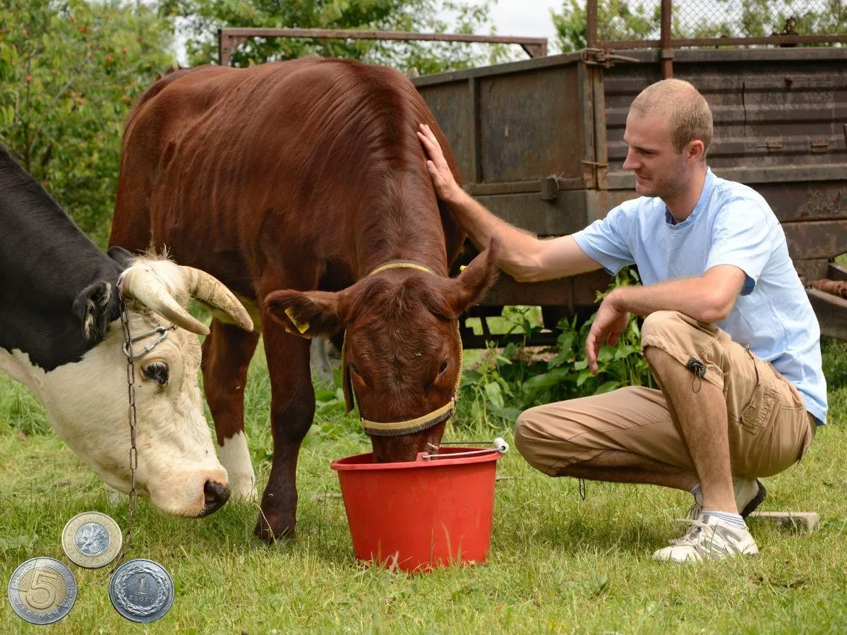 Krowa wypiła za dużo? Rolnicy przez cały czas będą karani
