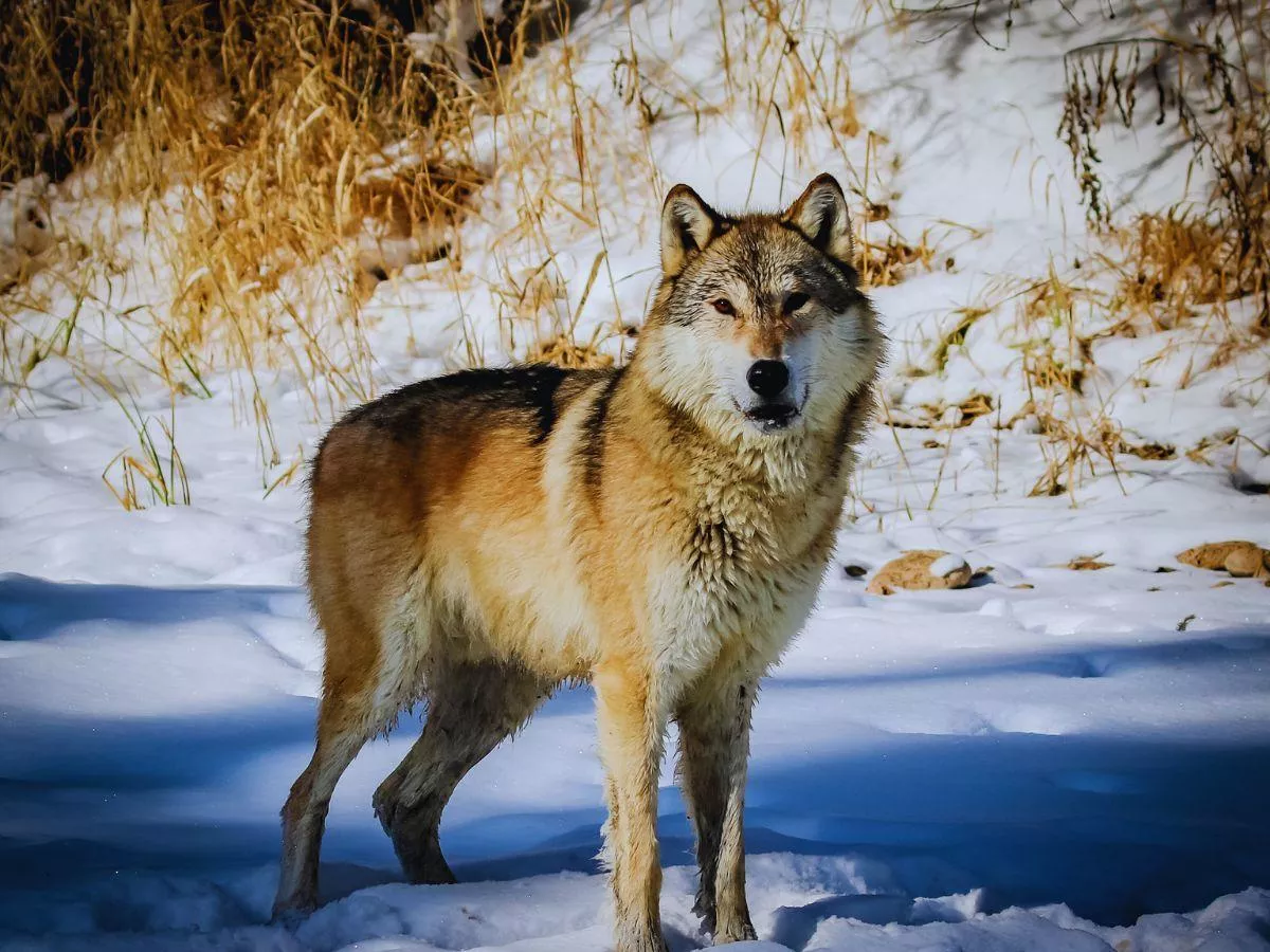 Rolnicy tracą zwierzęta i pieniądze. Apelują o limit
