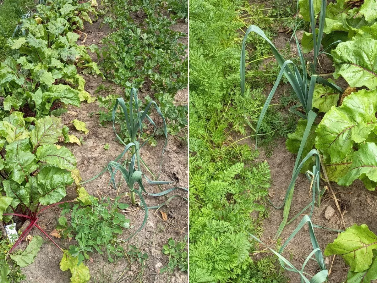 Jak mieć grube i długie pory? najważniejsze terminy i prosty trik