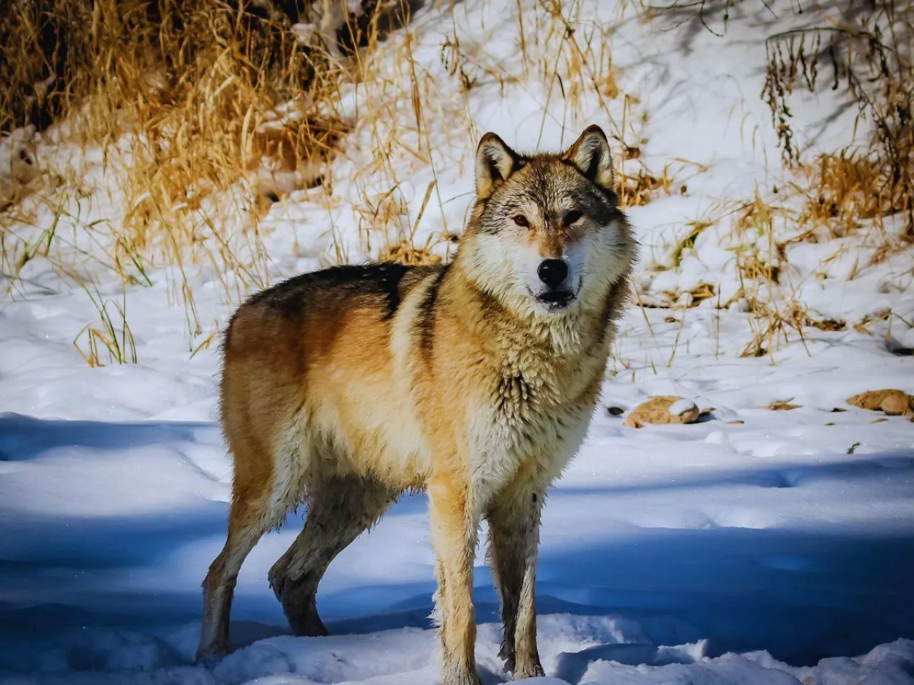 Ataki wilków na zwierzęta gospodarskie