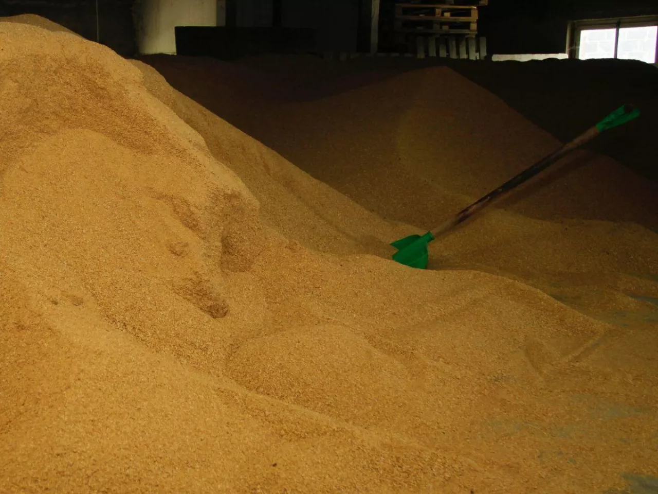 Soja z Ameryki czy rzepak z Polski? Rolnicy apelują do ministra - od Pati