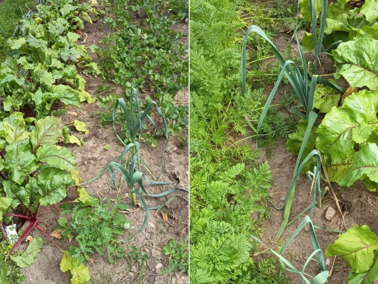 Jak mieć grube i długie pory? Kluczowe terminy i prosty trik